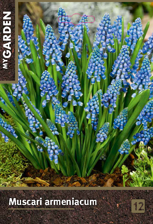 Мускари армянский